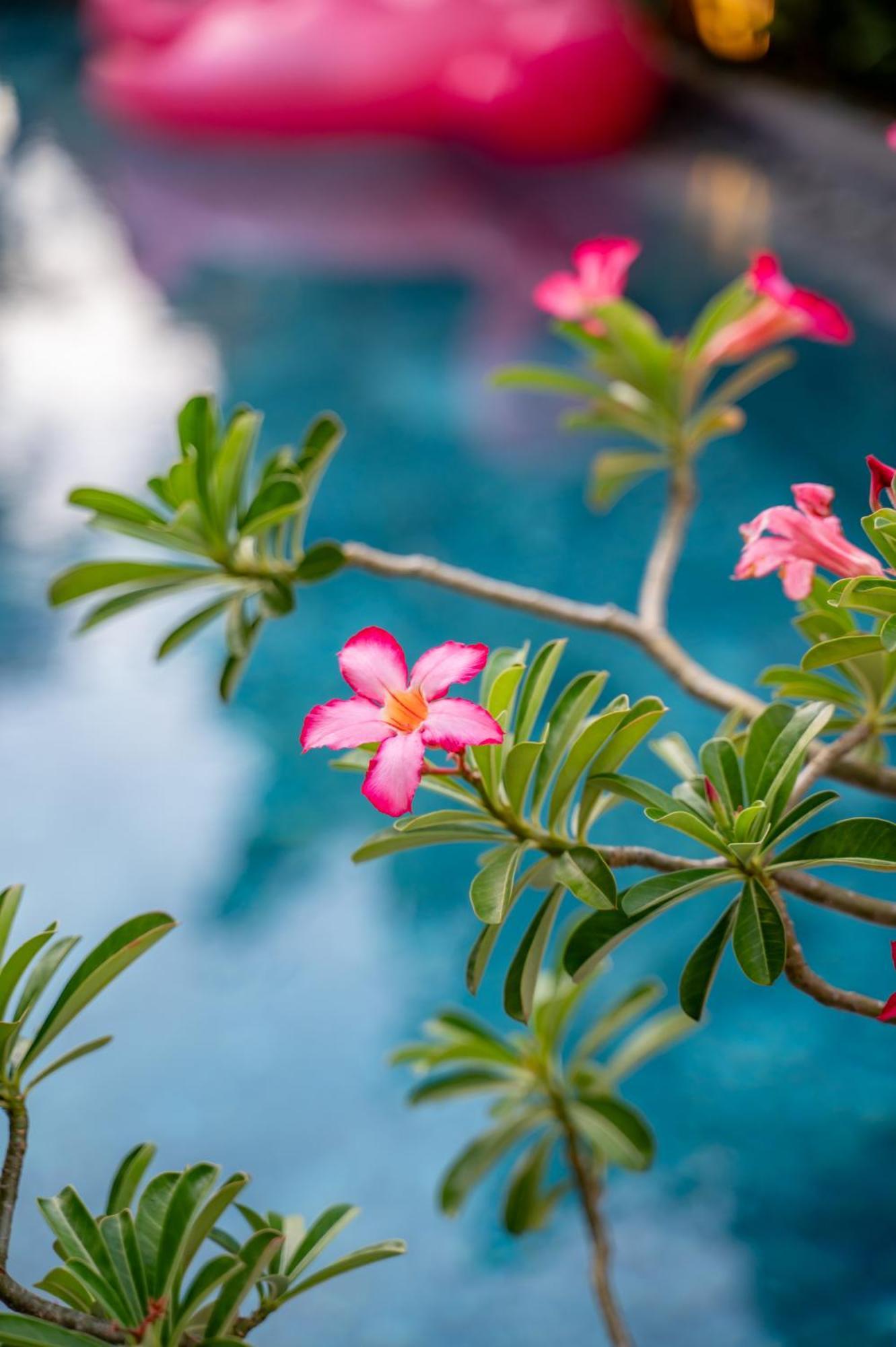 Alana Homestay Hoi An Exterior foto